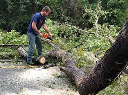 Best Palm Tree Trimming  in Greenfield, WI