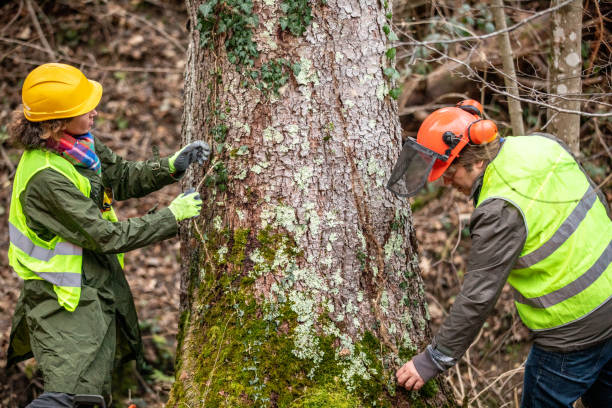 Best Stump Grinding and Removal  in Greenfield, WI