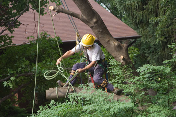 Best Tree and Shrub Care  in Greenfield, WI