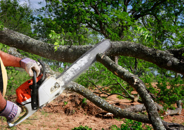 Best Storm Damage Tree Cleanup  in Greenfield, WI